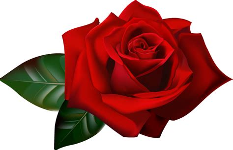 Rose Png