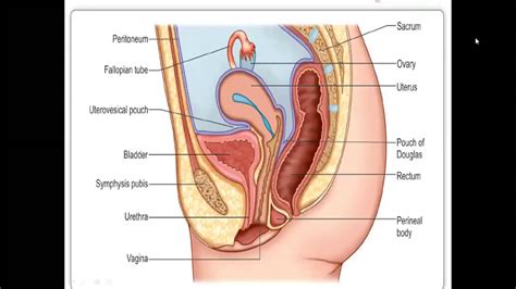 Anatomy Of Female Reproductive Organs Internal Genitalia Youtube