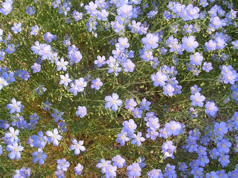 Linum Perenne ‘lewisii Perennial Flax Prairie Flax Smallish Saucers
