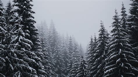 Download Wallpaper 3840x2160 Spruce Trees Snow Blizzard Winter 4k