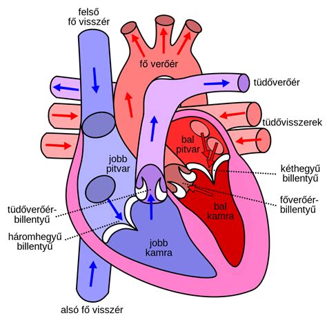Filediagram Of The Human Heart Husvg Wikipedia