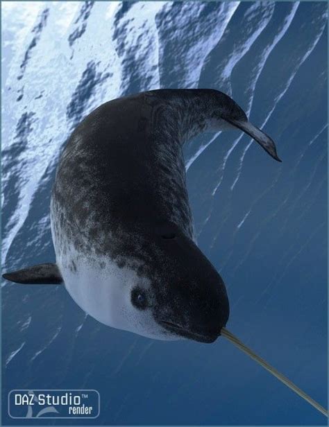 The Narwhal Or Narwhale Monodon Monoceros Is A Medium Sized