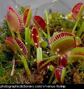 Maybe you would like to learn more about one of these? Plants that start with V