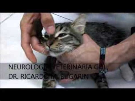 Myasthenia gravis (mg) was first described by thomas willis in 1672. NEUROLOGIA VETERINARIA MIASTENIA GRAVIS EN FELINO - YouTube