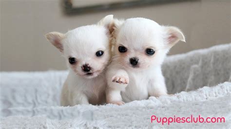 Cutest Chihuahua Puppies Video Compilation Youtube