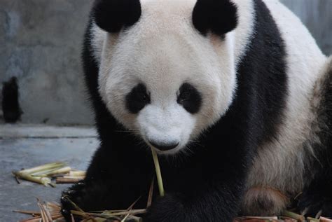 Globetrotting Kids Pandas In Chengdu ~ Globetrotting Mama