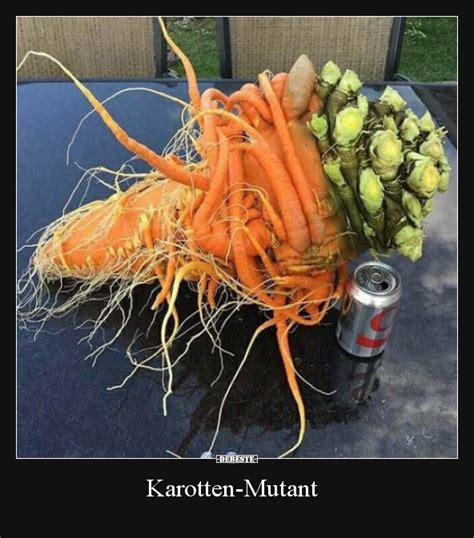 Doch während medial der fokus vor allem auf schulen und kitas gerichtet wird, kommt ein. 35 lustige Bilder von Karotten in 2021 | Lustig