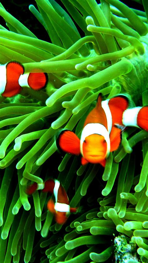 Clownfish Android Wallpapers Wallpaper Cave