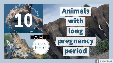 10 Existing Animals With Long Pregnancy Period 10th Animal Will Shock
