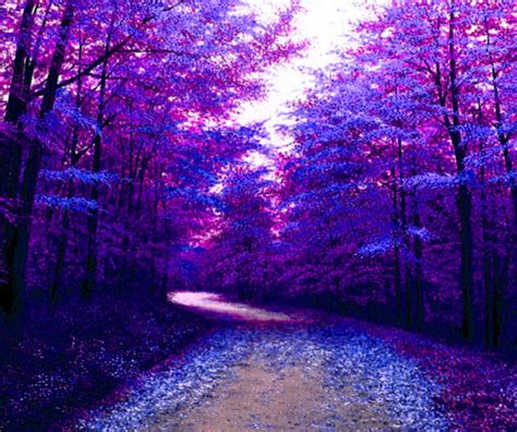 Purple Forest Wallpaper By Skateboy 6f Free On Zedge