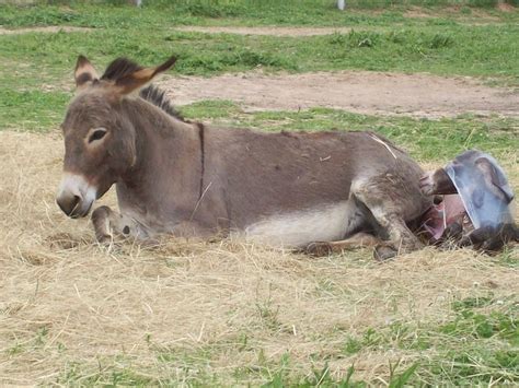 Donkey Photo Donkey Miniature Donkey Sicilian Donkey Minidonk