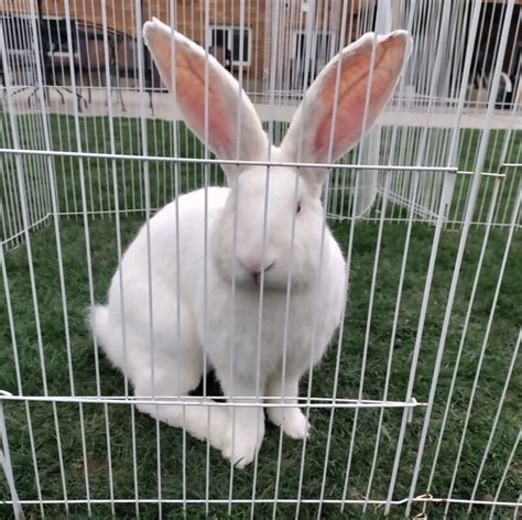 Continental Giant Rabbits For Sale