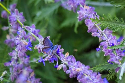 One Way To Help The Environment Is By Creating A Garden Filled With