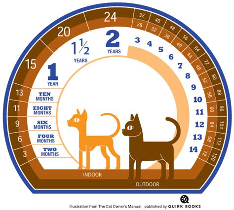 It will continue to grow and develop in its second year although as it ages its. How Long Do Cats Live? And How To Calculate Your Kitty's ...