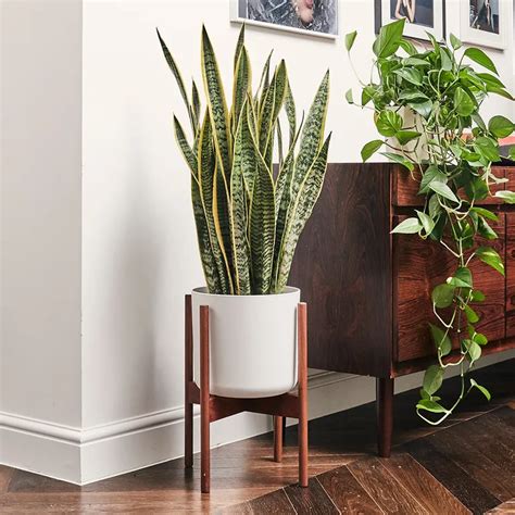 Best House Plants Our Top Picks For Low Light Clean Air Bathrooms