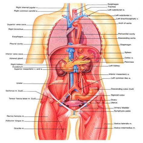+ the human trunk can be considered a hollow cylinder. Human Female Anatomy Diagram | Human body anatomy, Human ...