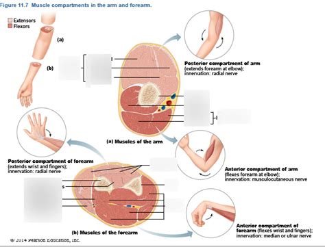 Muscle Compartments In The Arm And Forearm Diagram Quizlet