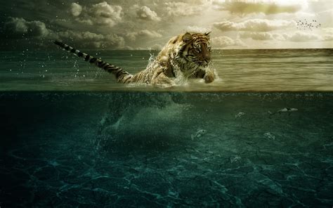 Tiger On Body Of Water Hd Wallpaper Wallpaper Flare