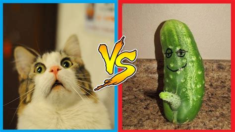 Funny Cats Scared Of Cucumbers Cat Vs Cucumber