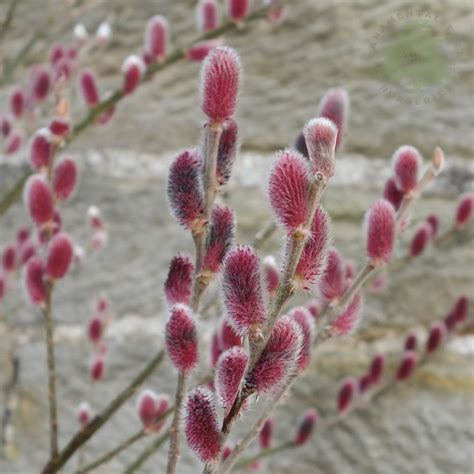 Salix Gracilistyla Mount Aso Pink Pussy Willow Trees