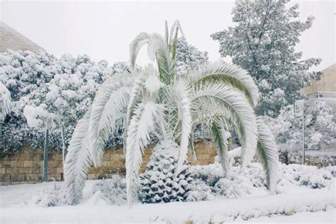 Snow Covered Palm In Israel Places I Like Pinterest