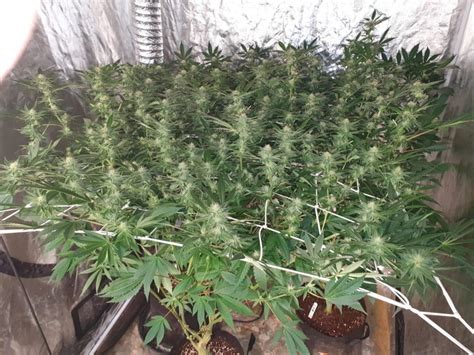 Buy Stardawg Seeds Stardawg F2 Cannabis Seeds Greenpoint Seeds