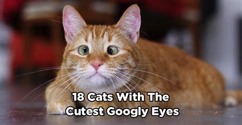 18 Pictures Of Cats With The Cutest Googly Eyes We Love Cats And Kittens