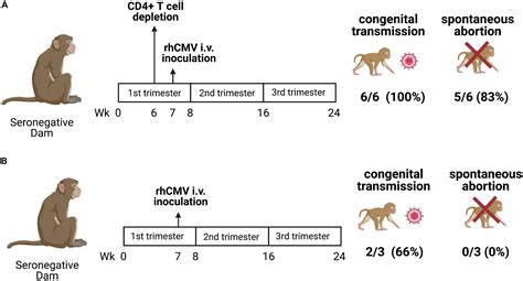 Frontiers Non Human Primate Models To Investigate Mechanisms Of