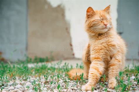 Red Cat Scratches Itself With Its Paw Stock Image Image Of White