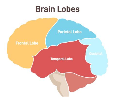 Cerebral Cortex Of The Brain Function Location