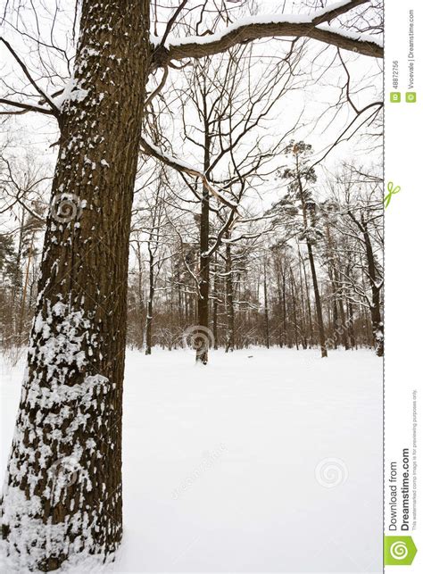 Snowy Oak Tree On The Edge Of Forest Stock Photo Image Of Glade