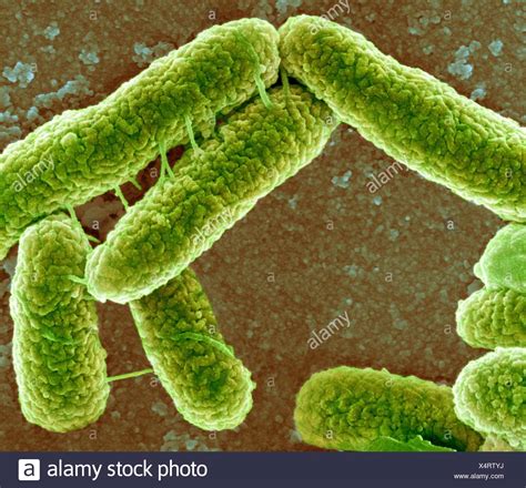 Escherichia Coli Microscope High Resolution Stock Photography And Images Alamy