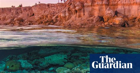 Reef Life By Callum Roberts Review Miraculous And Threatened