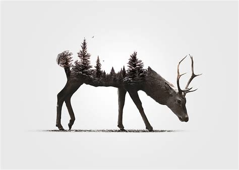 Digital Art Animals Simple Background Deer White Background Antlers