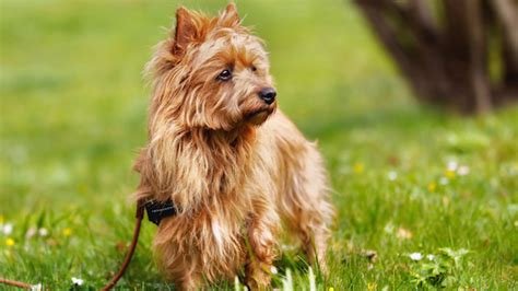 The 6 Least Expensive Dog Breeds To Own