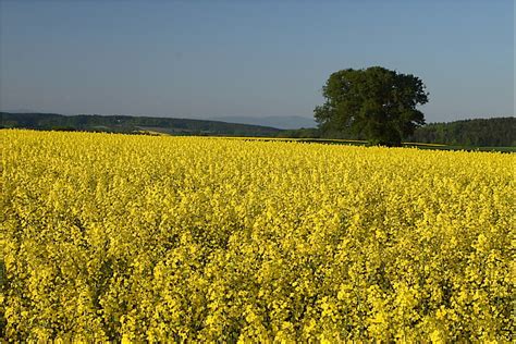 Yellow Foto And Bild Landschaft Äcker Felder And Wiesen Natur Bilder