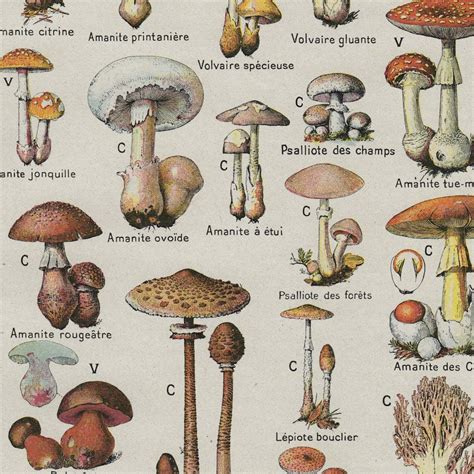 Vintage Mushroom Poster Edible And Poisonous Mushroom Identification