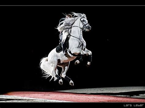 World Famous Lipizzaner Stallions Horses Horse Photos Beautiful Horses