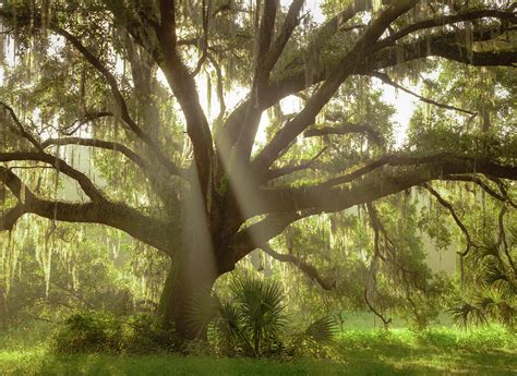 Beautiful Southern Live Oak Tree Photograph By Maresa Pryor