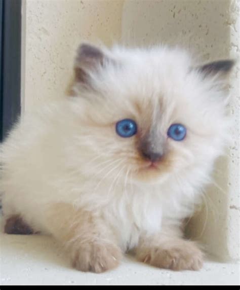 Gorgeous Teacup Ragdolls Stay Tiny And Su Pets