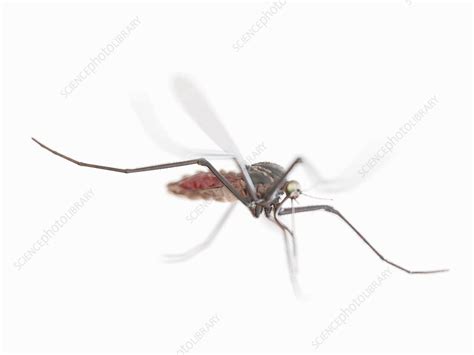 Mosquito Illustration Stock Image F0267251 Science Photo Library