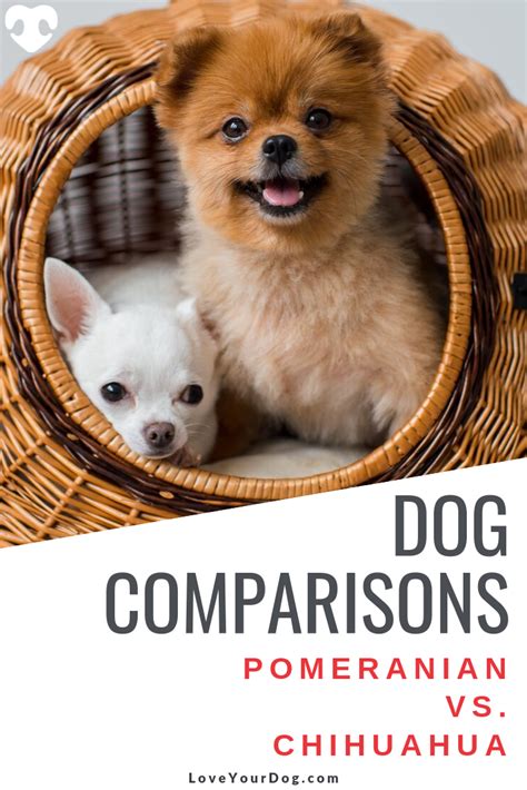 Pomeranian Vs Chihuahua Breed Differences And Similarities Lazy Dog