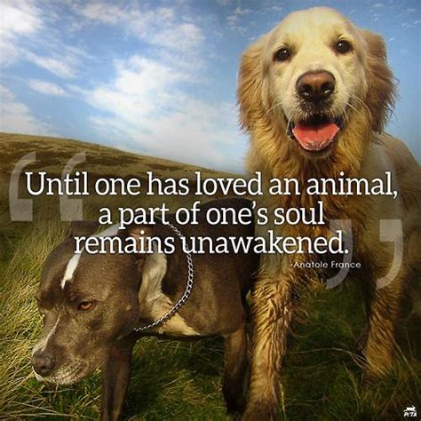 Until One Has Loved An Animal Quote Until One Has Loved An Animal A