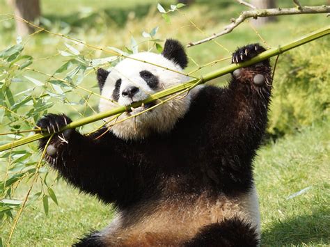Panda Géant Zooparc De Beauval