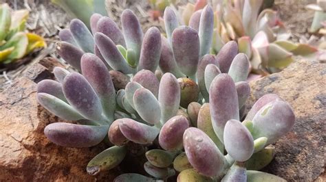 Lady Fingers Cotyledon Orbiculata ‘oophylla’ Succulent Shop Nursery South Africa Buy