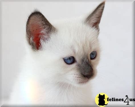 Siamese Kitten For Sale Old Style Traditional Chocolate Female Kitten