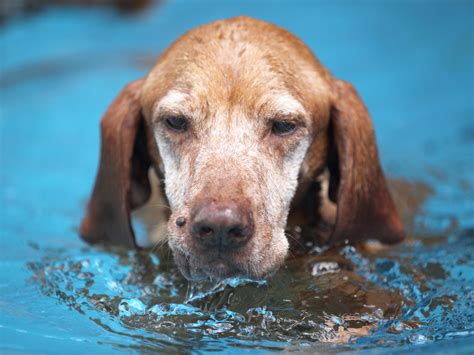 Or, you may also notice your dog is excessively licking a keeping our dogs at healthy weights can reduce their risks not only for arthritis, diabetes and beyond food and supplements, you can do a lot to help your dog fend off achy joints. Osteoarthritis in dogs - Dogslife. Dog Breeds Magazine