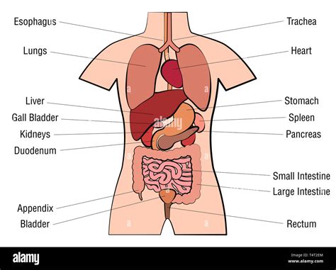 Les organes internes tableau schéma de l anatomie avec les organes