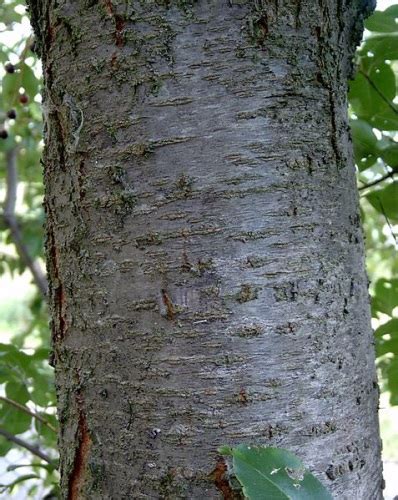 Most large trees have been harvested for their valuable wood that is used for fine woodworking. Wild Cherry Bark - Prunus serotina | Root Buyer
