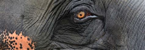 Highly Distorted Picture Of Elephant Herpesvirus Disease Eehv